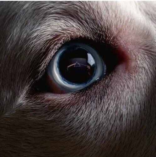 Roger Waters - The Dark Side Of The Moon Redux 2LP NEW