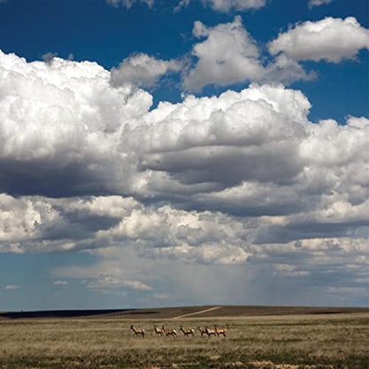 Fruit Bats - Tripper (Colored Vinyl, White, Deluxe Edition, Reissue) (Bonus 7" Single) Vinyl